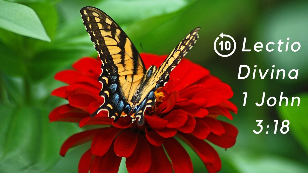 A butterfly on a red flower